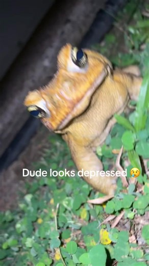 Give the toad some love #fyp#sad#viral#depressed