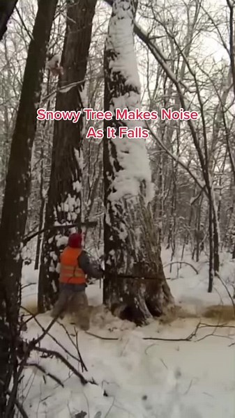 The Tree Created A Blizzard ❄️🌲 | Credit : TreeWorks #wood #tree #trees #woods #treefelling #logging #fyp #treetok #woodtok #asmrsounds #crackingsound
