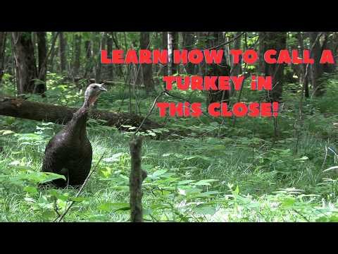 Turkey Calling Technique That Actually Works