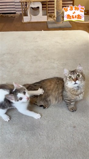 ピンク猫じゃらしで遊ぼう！後編【なるねこ♪たいむ】#ねこ #猫 #子猫 #猫のいる生活 #猫のいる暮らし #猫好きさんと繋がりたい #cat #kitten #baby #赤ちゃん猫