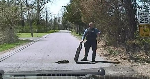 Cop uses shield to help turtle cross the road