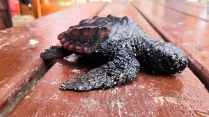 Israel: cierran playas por posible derrame de petróleo en gran parte de la costa - CNN Video