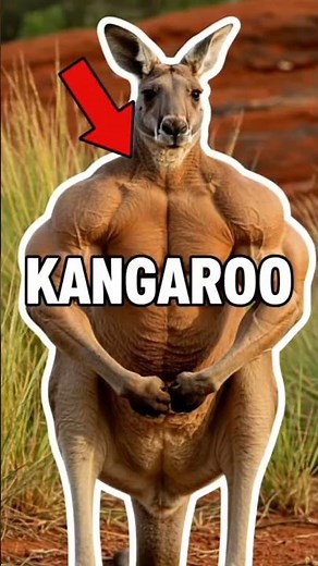 These kangaroos are insane💪🔥 #kangaroo #animals #shorts #funfacts