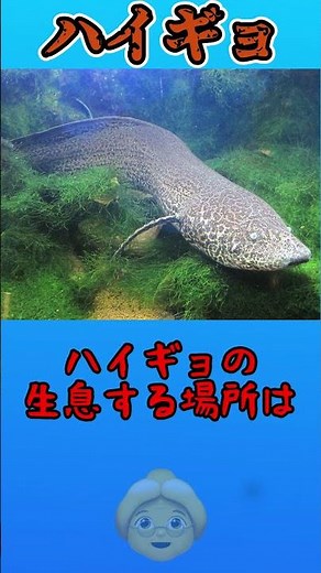 【魚...？】👵魚なのに肺呼吸！？ハイギョについて講釈❤ #shorts #ゆっくり解説 #雑学 #生き物