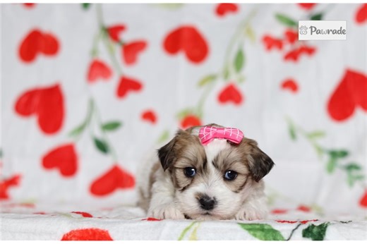 Erin - Shichon Puppy 507F8C