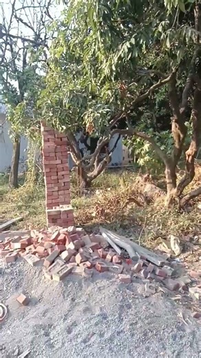 11 जनवरी 2026