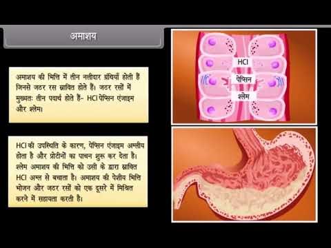 Life Processes Class 10 Biology | Complete Chapter in Hindi | CBSE Board | जीव प्रक्रियाएँ