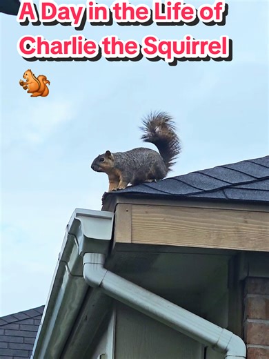 Charlie’s life looks simple from the outside… but every movement is instinct, memory, and trust. 🐿️💛 A quiet little routine built between a squirrel and a world he’s learning to feel safe in. Thanks for stopping by Squirrel Nut Café. ☕️🐿 #SquirrelLife #SquirrelVideo #CharlieTheSquirrel #SquirrelWatching #SquirrelNutCafe