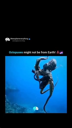 Explore Everything on Instagram: "Some scientists believe octopuses could have alien origins because of their strange biology and intelligence. They have about 33,000 protein-coding genes—more than humans—and can edit their own RNA, helping them adapt instantly to any environment. Their brains, camouflage, and problem-solving skills are so advanced that they almost seem alien among sea creatures. During the Cambrian Explosion, when life suddenly diversified, octopus ancestors appeared with no cl
