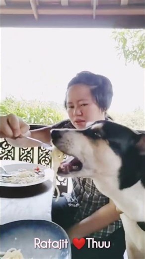 Thuu the Dog Love to Eat Spaghetti from Chopsticks
