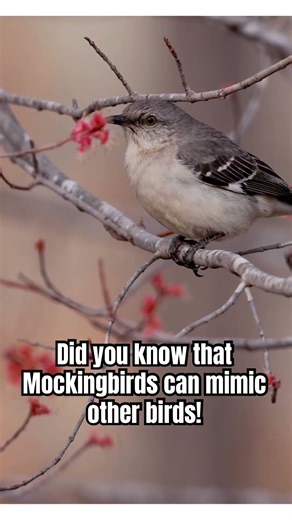 Mockingbirds: you can’t ID them based on song because they can mimic other birds! ￼