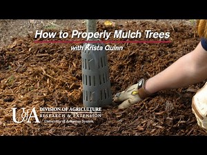 How to Mulch Trees Properly