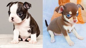 This Puppy’s Goofy Antics Are the Ultimate Mood Booster | Funny Animal Video