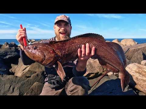 GIANT 38" Lingcod Caught from Oregon Rocks (NO BOAT!)