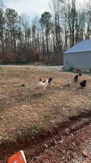 The Naked Neck Crew 🔥 also known as the Turken. #nakedneck #turken #chicken #freerangechickens #fypシ