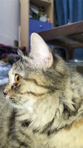 cute cats 😻😻#ytshorts #fyp #funny #cute #comedy #animal #cat #shorts