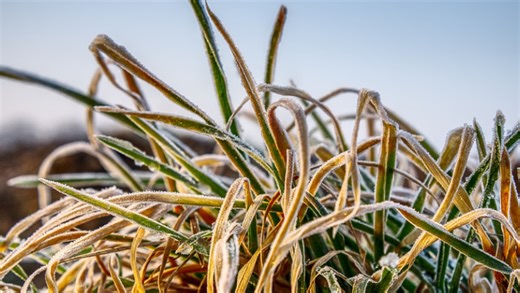 Here is how you can protect your plants from freezing temperatures