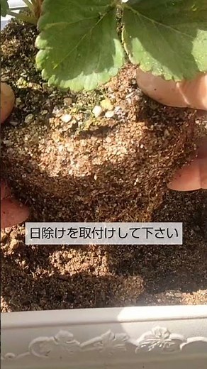 7/13【イチゴ】植替え 暑い時期なので子株を育てる時は必ずこの2つをして下さい