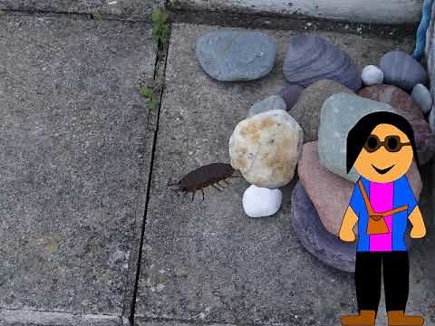 6 Fun Facts You Didn't Know About Woodlice!