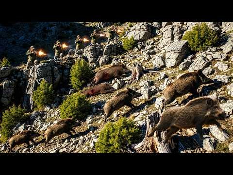 Dramatic Siege! Wild Boars Ambush the Hunting Party in an Epic, Fierce Showdown
