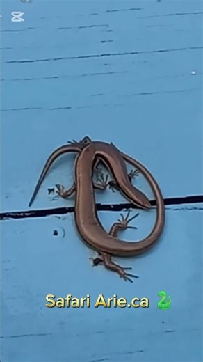 Skink lizards doing their thing 🦎 #belize #junglelife #wildlife #beautifulworld