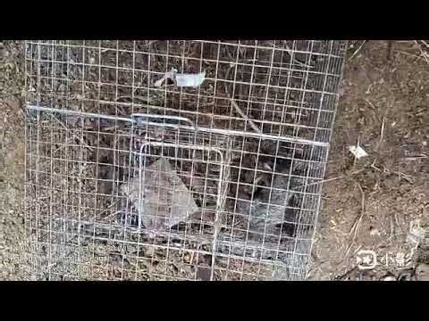 Cara memasang Perangkap tikus umpan Terasi (2/1/2026)