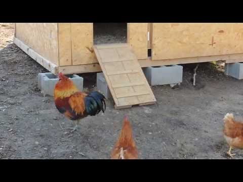 Rooster and his hens in the morning