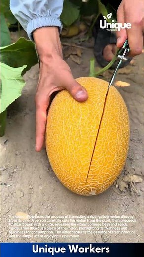 Harvesting and Cutting a Ripe Melon Straight from the Vine
