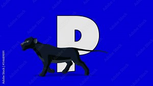 Letter P and Panther (foreground) Animated animal alphabet. Motion graphic with chroma key. Animal in a foreground of a letter.