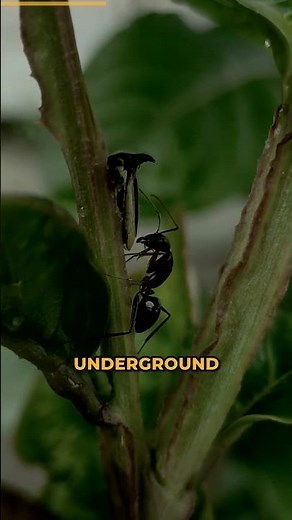 Leafcutter ants farm their own food underground