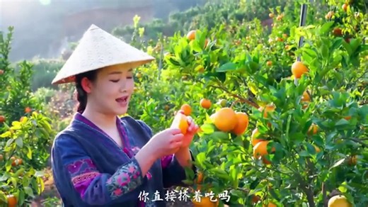 Amazing Orange Farm In Japan | A visit to a Japanese Orange