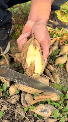 Planting yacon plants results in Tutorial #farming #shorts