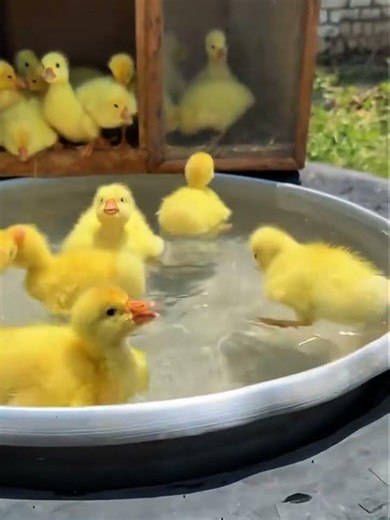 Cute Baby Ducks Playing in the Water #duck #ducklingspro #cute #entertaininganimals #animals #pets