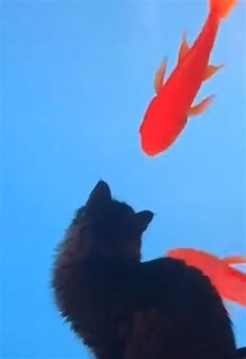 Look human, there’s fish on the tv!! 🐱💖 #cattok #goldfish #catsoftiktok #cattv #fyp