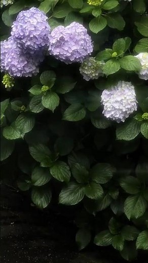 Ahista Ahista 😍💖 Aesthetic video ✨Romantic whatsapp status ❤️#love​ #status​ #song​ #ahistaahista​