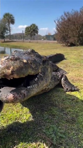 American Alligator Devours Its Prey in Seconds 😳