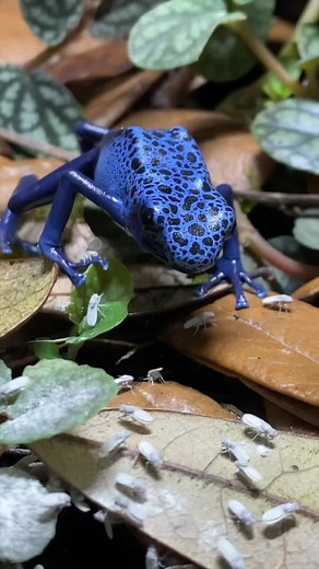 Are Captive-Bred Poison Dart Frogs Poisonous?
