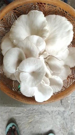 Summer Florida Oyster Mushroom #oystermushroom #mushroomfarming