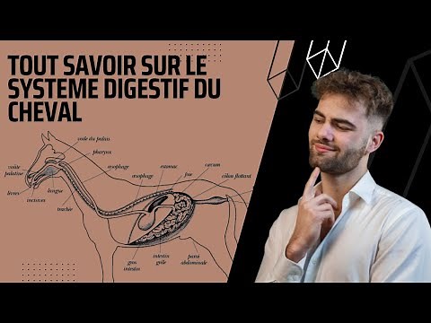 L'anatomie du système digestif du cheval