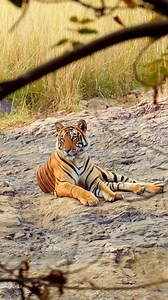 More than a safari. This is a journey into the survival story of the Bengal tiger. Guided by naturalist Indrajit Latey and hosted by conservationist Julian Matthews, meet leading experts—Amit Sankhala, Dr H.S. Pabla and Hashim Tyabji—and explore the landscapes that shaped India’s tiger recovery. Travel through Kanha, Pench and Satpura. Expect expert-led safaris, village visits, nature walks and the chance to join a night drive. 🗓️ 20 March - 2 April 2026 💷 From £7,995 per person (excluding int