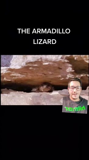 Discover the Fascinating Armadillo Lizard: A Close Resemblance to a Dragon