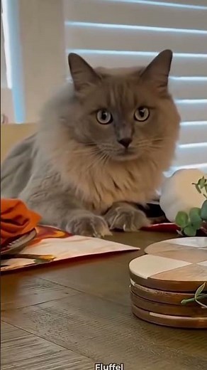 Vorsicht, Zerstörer am Werk! 😹 Die lustigsten Katzen-Fails! 📉