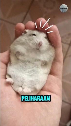Hamster Backflip Terus? Ternyata Bisa Jadi Tanda Stres 😨