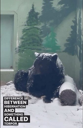 Torpor explained, since we knew you were curious. Enjoy this short from one of our #zooschool students, Kayla and learn more about Torpor! #cattaleswildlifecenter #spokaneeduzoo #torpor #hybernate #blackbear #supportedbyyou | Cat Tales Wildlife
