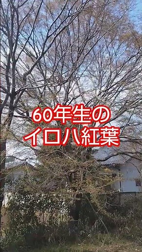 【春秋二度愉しませてくれるイロハモミジ】春は子孫を残す春モミジ。晩秋には、紅葉を見せてくれます。数本のイロハモミジが生き残ってます。子孫も数本！ ＃田舎暮らし ＃シンボルTREE
