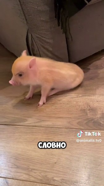 #минипиг #свинья #minipig #pig #pigs