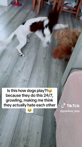 Funny Cockapoo and Cocker Spaniel Playtime