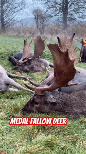 BIG MEDAL FALLOW DEER - Shot on a driven hunt in Sweden