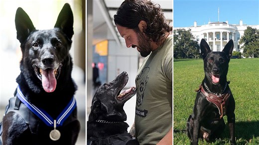 Hero dog Hurricane who protected president from White House intruder dies aged 16