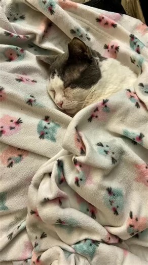 Thank You from us and all the rescue kitties! Pascal is such a cuddly friend 🥰💕😻✨To help via our go fund me : https://gofund.me/7c26b3d54 💚#bayridge #loveacat #adoptdontshop #bayridgecats #tnrworks | Itty Bitty Kitty Ny-BAY RIDGE